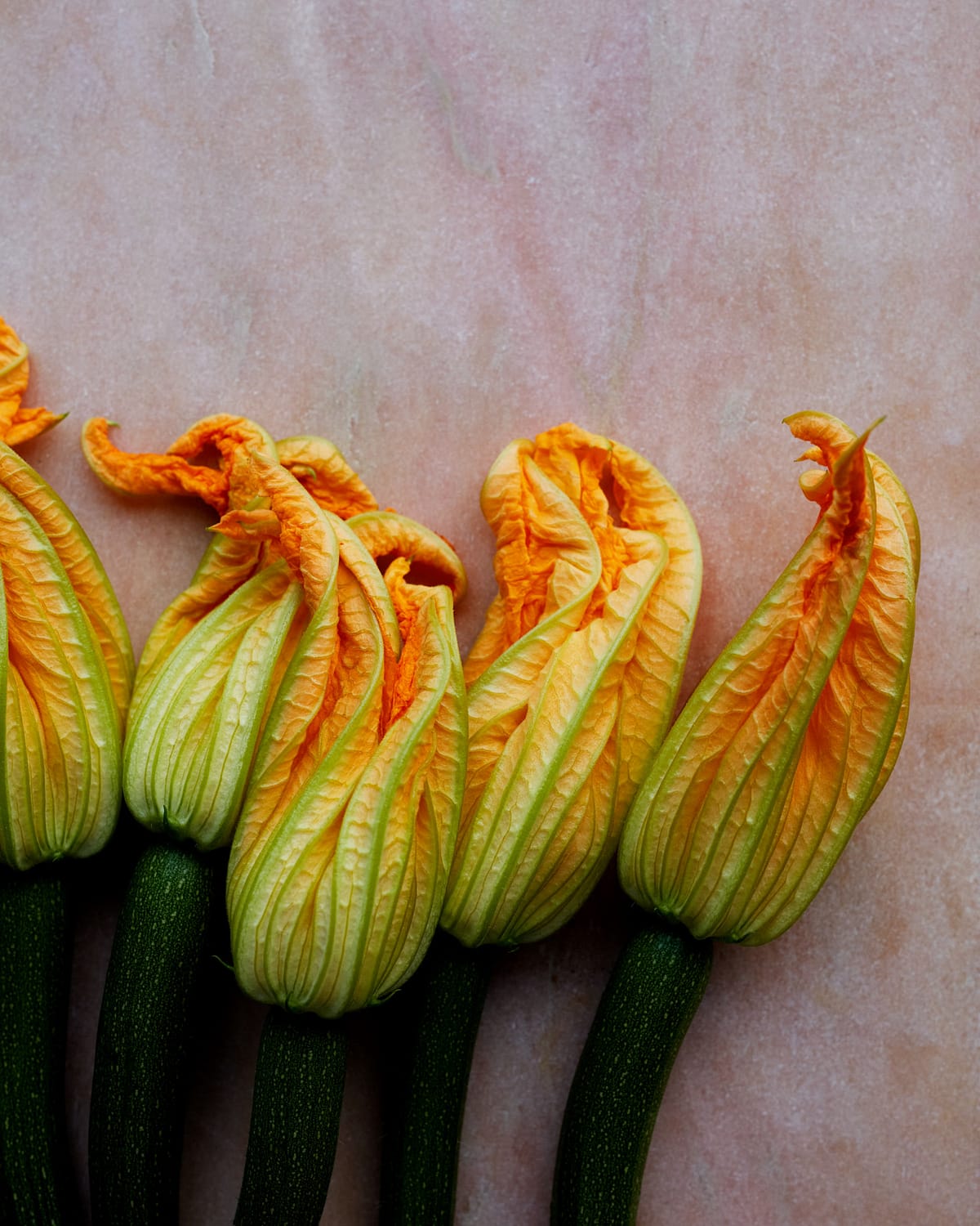 Courgette_Flower_Incidental_07